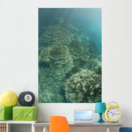Delicate Reef-building Corals Grow Wall Decal
