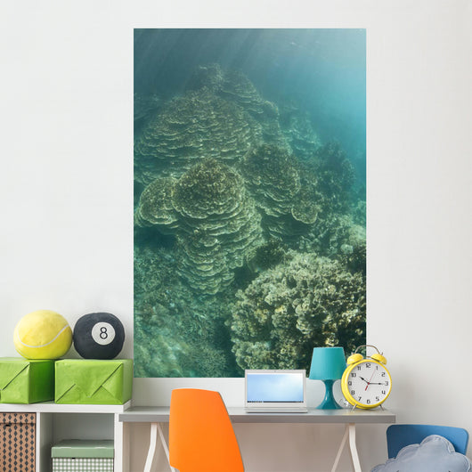 Delicate Reef-building Corals Grow Wall Decal