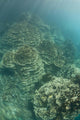 Delicate Reef-building Corals Grow Wall Decal