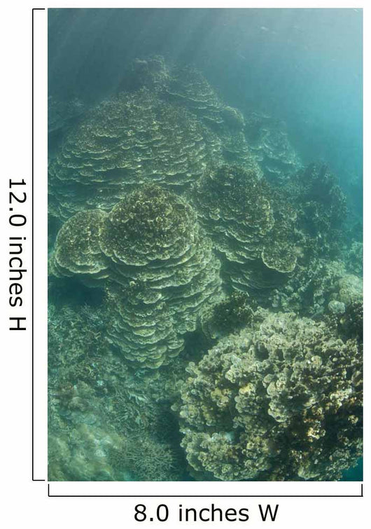 Delicate Reef-building Corals Grow Wall Decal