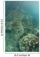 Delicate Reef-building Corals Grow Wall Decal