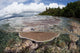Reef-building Corals Grow Reef Wall Decal Design 1