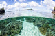 Beautiful Coral Reef Grows Wall Decal Design 3
