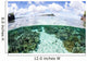 Beautiful Coral Reef Grows Wall Decal Design 3