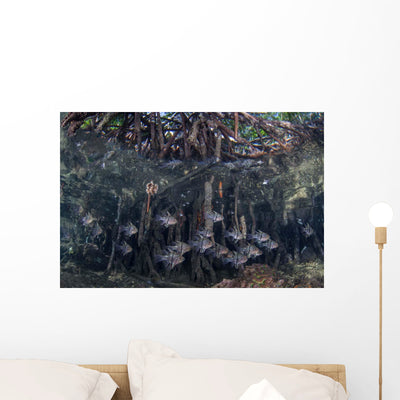 Orbiculate Cardinalfish Swimming underneath Wall Decal shown on a wall