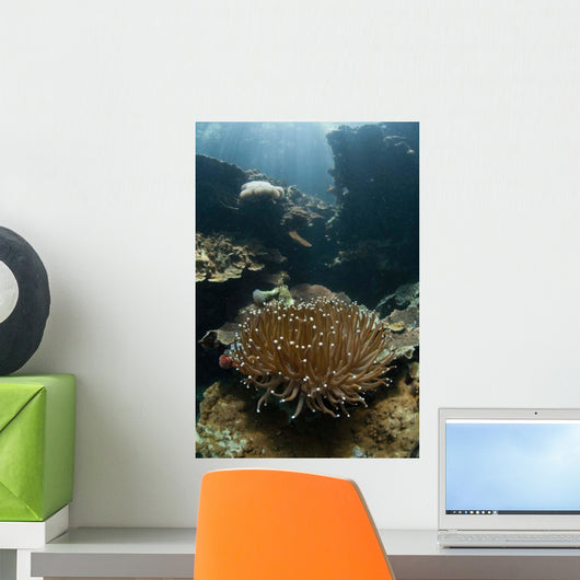 Heliofungia Coral Colony Grows Wall Decal