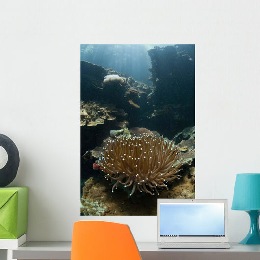 Heliofungia Coral Colony Grows Wall Decal