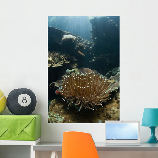 Heliofungia Coral Colony Grows Wall Decal