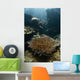 Heliofungia Coral Colony Grows Wall Decal