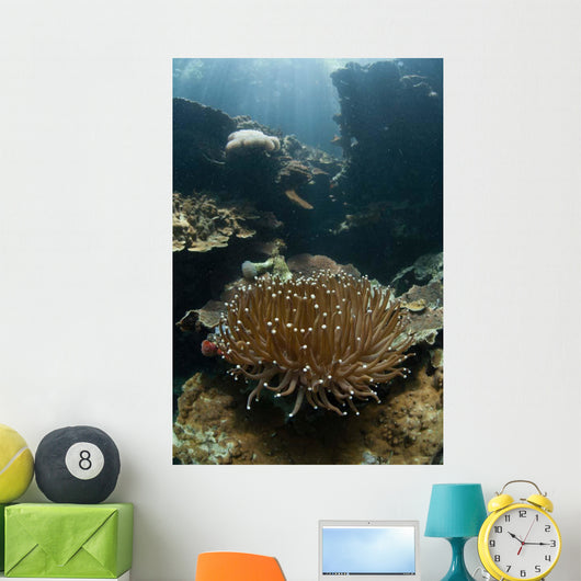 Heliofungia Coral Colony Grows Wall Decal