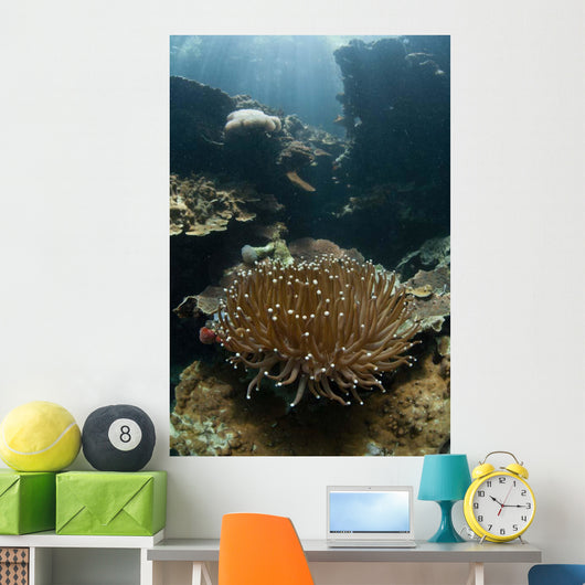 Heliofungia Coral Colony Grows Wall Decal