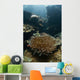 Heliofungia Coral Colony Grows Wall Decal
