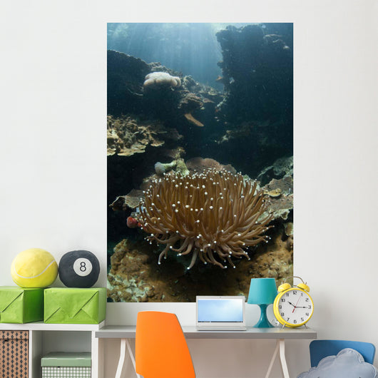 Heliofungia Coral Colony Grows Wall Decal