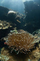 Heliofungia Coral Colony Grows Wall Decal