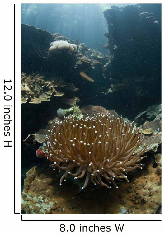 Heliofungia Coral Colony Grows Wall Decal