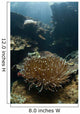 Heliofungia Coral Colony Grows Wall Decal