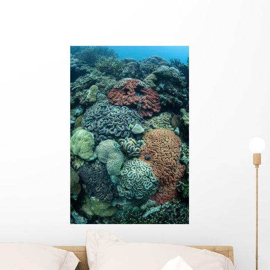 Colorful Reef-building Corals Grow Wall Decal Design 1
