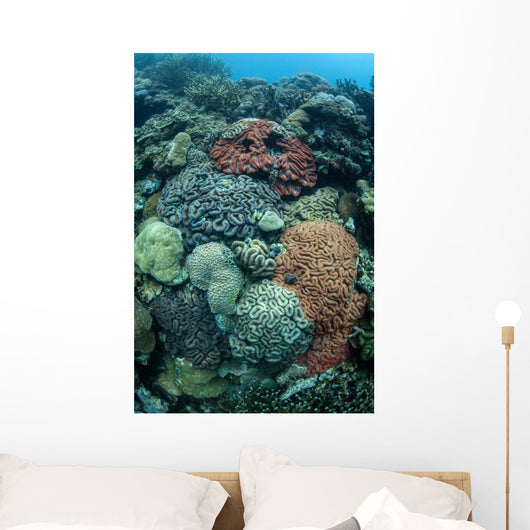 Colorful Reef-building Corals Grow Wall Decal Design 1