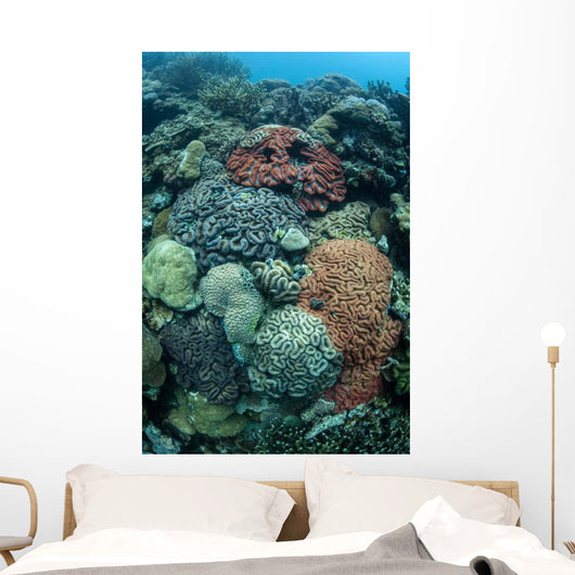 Colorful Reef-building Corals Grow Wall Decal Design 1