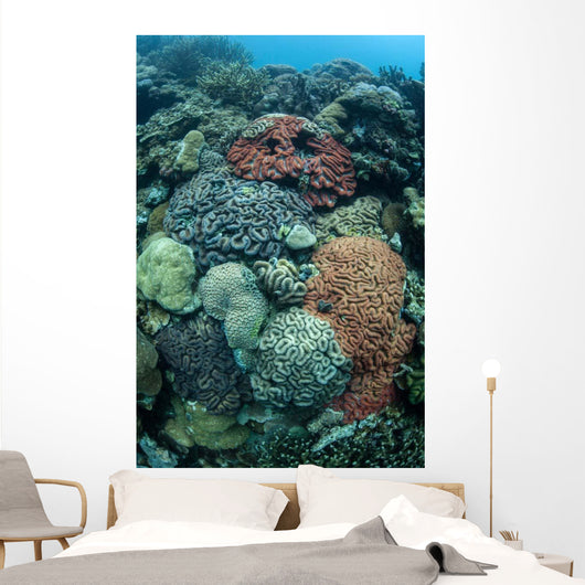 Colorful Reef-building Corals Grow Wall Decal Design 1
