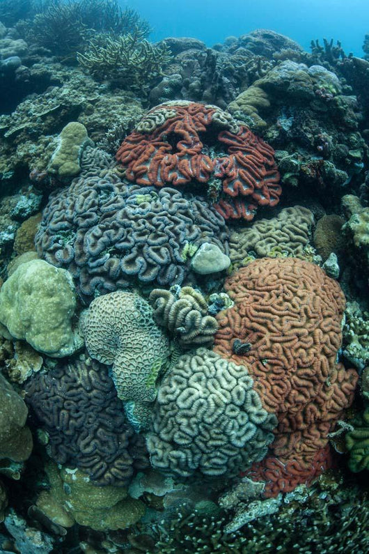 Colorful Reef-building Corals Grow Wall Decal Design 1