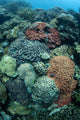 Colorful Reef-building Corals Grow Wall Decal Design 1