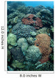 Colorful Reef-building Corals Grow Wall Decal Design 1