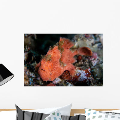 Well-camouflaged Frogfish Waits to Wall Decal Design 3 shown on a wall