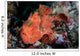 Well-camouflaged Frogfish Waits to Wall Decal Design 3