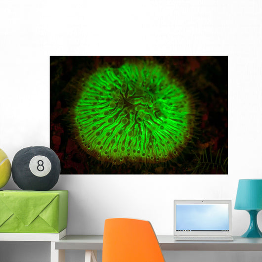 Mushroom Coral Fluoresces as Wall Decal