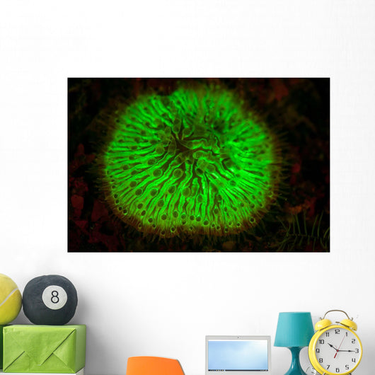 Mushroom Coral Fluoresces as Wall Decal