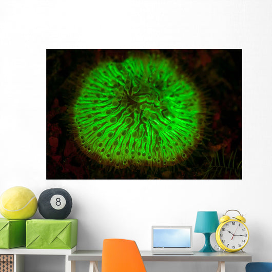 Mushroom Coral Fluoresces as Wall Decal