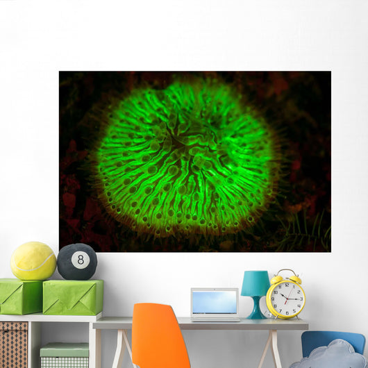 Mushroom Coral Fluoresces as Wall Decal