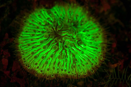 Mushroom Coral Fluoresces as Wall Decal