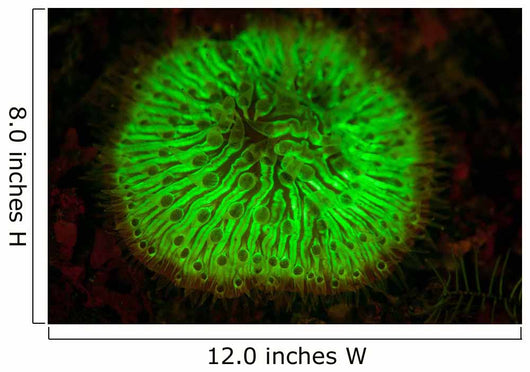 Mushroom Coral Fluoresces as Wall Decal