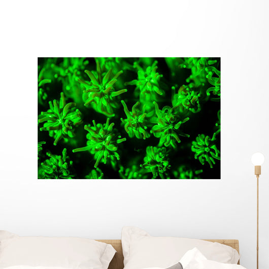 Coral Colony Fluoresces as Wall Decal