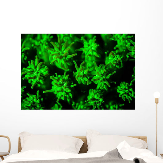 Coral Colony Fluoresces as Wall Decal