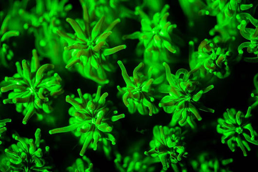 Coral Colony Fluoresces as Wall Decal