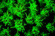 Coral Colony Fluoresces as Wall Decal