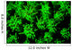Coral Colony Fluoresces as Wall Decal
