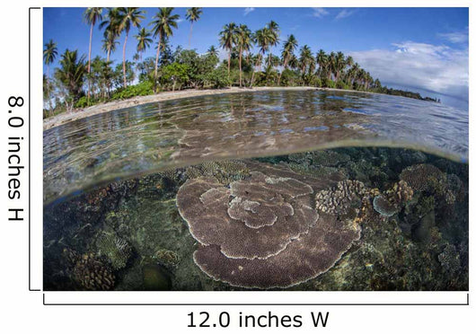Coral Reef Grows near Wall Decal Design 2