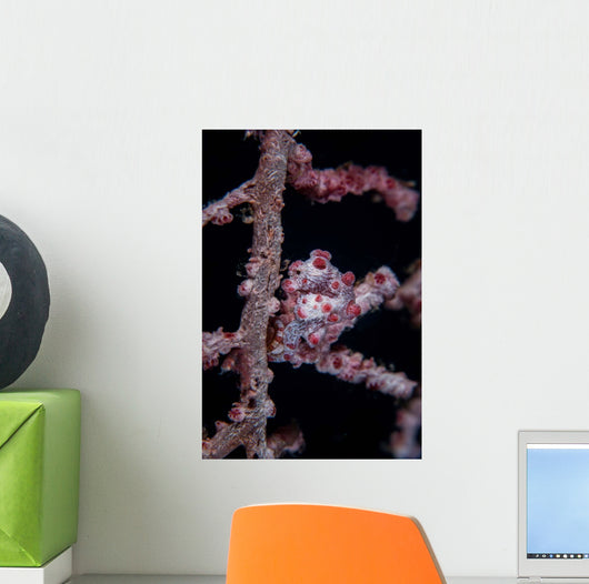 Pygmy Seahorse Mimics Its Wall Decal Design 2