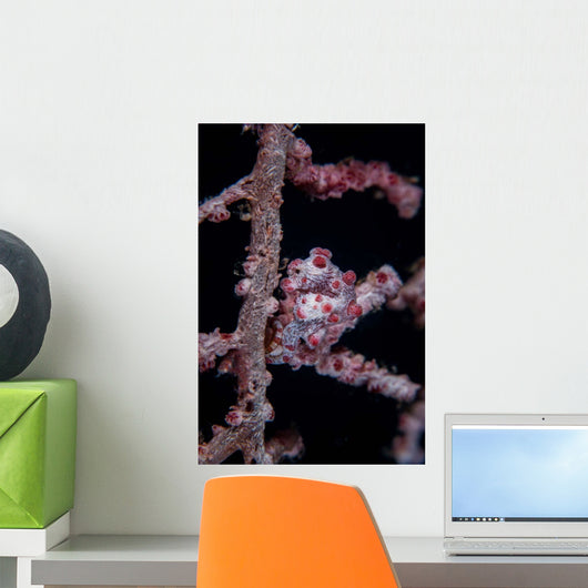 Pygmy Seahorse Mimics Its Wall Decal Design 2