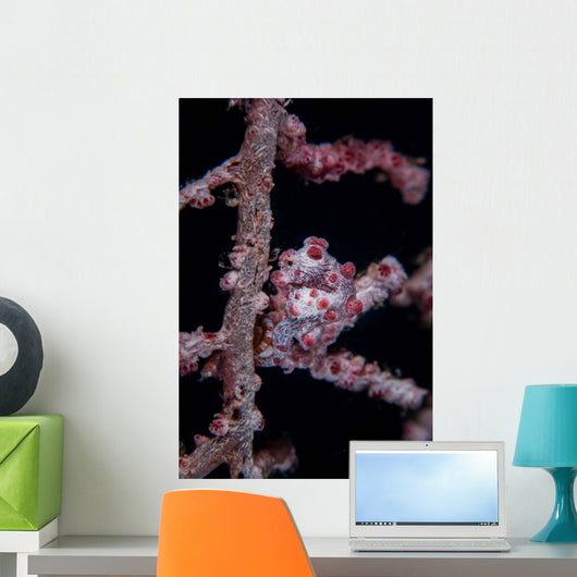 Pygmy Seahorse Mimics Its Wall Decal Design 2