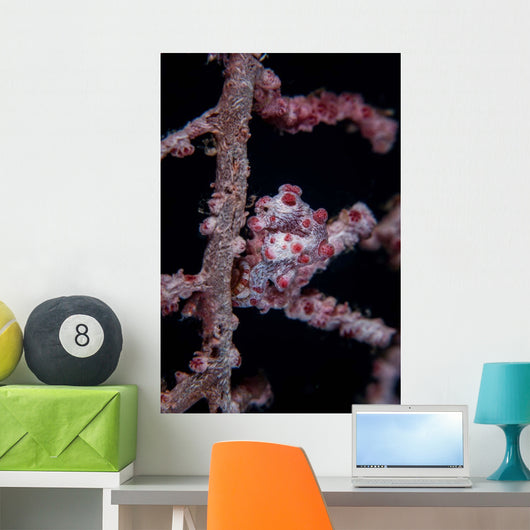 Pygmy Seahorse Mimics Its Wall Decal Design 2