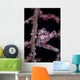 Pygmy Seahorse Mimics Its Wall Decal Design 2