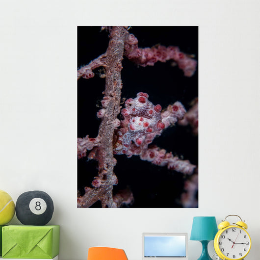 Pygmy Seahorse Mimics Its Wall Decal Design 2