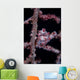 Pygmy Seahorse Mimics Its Wall Decal Design 2