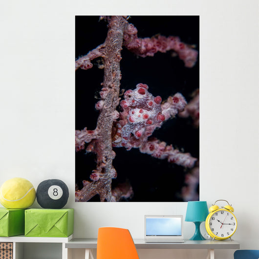 Pygmy Seahorse Mimics Its Wall Decal Design 2