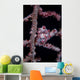 Pygmy Seahorse Mimics Its Wall Decal Design 2